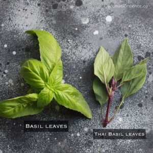 bail leaves v/s Thai basil leaves